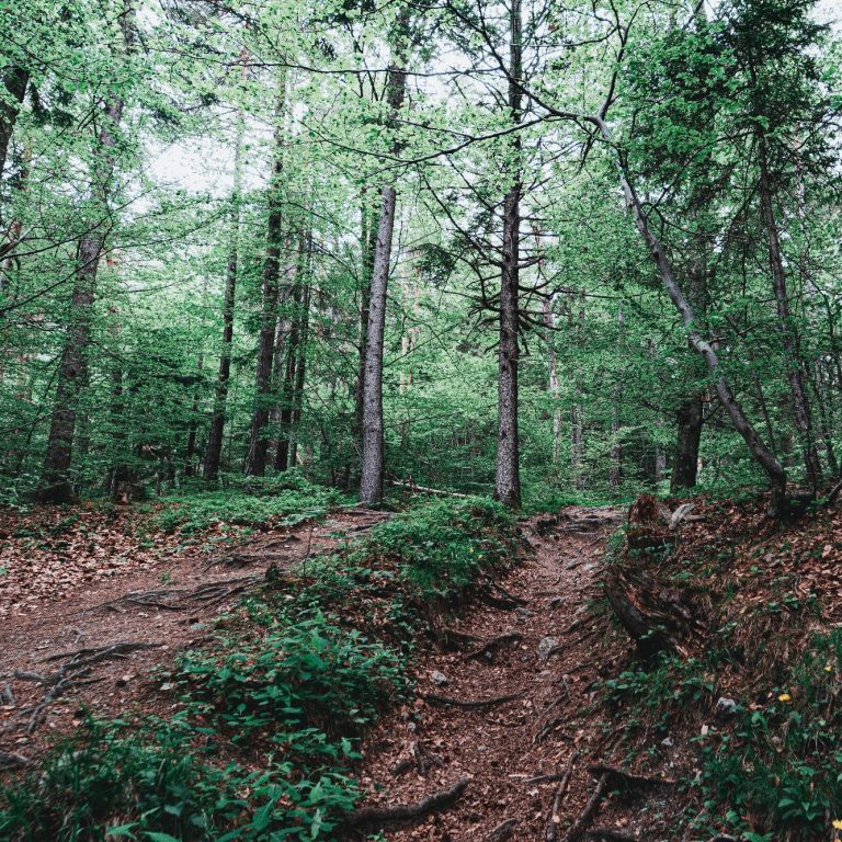 Waldbaden Düsseldorf Waldbaden in Düsseldorfer Wald